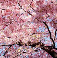 PRUNUS cerasifera ‘Pissardii’ / Cerisier à fleurs