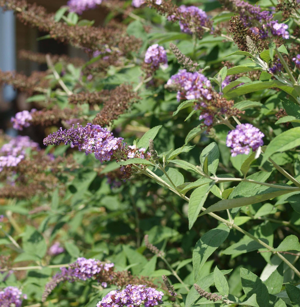 BUDDLEJA davidii ‘Nanho Purple’ / Arbre aux papillons nain 'violet'