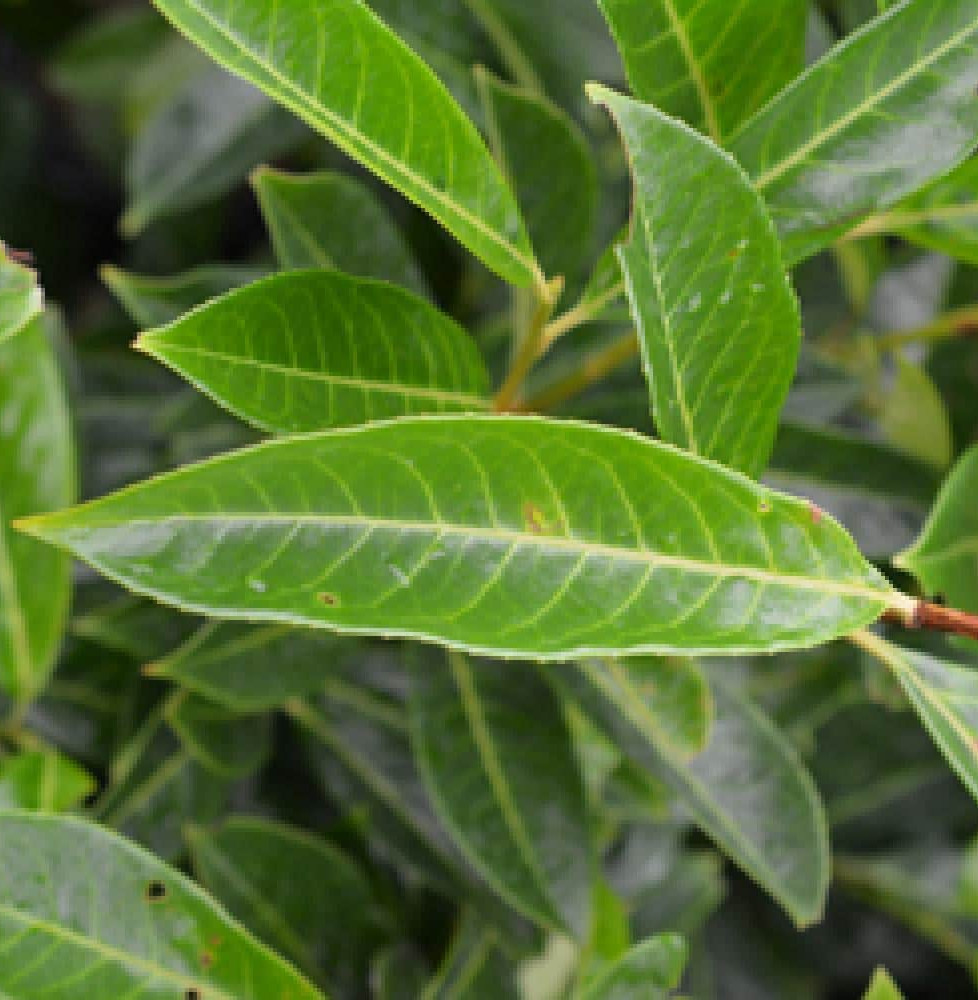 PRUNUS laurocerasus ‘caucasica’ / Laurier du Caucase