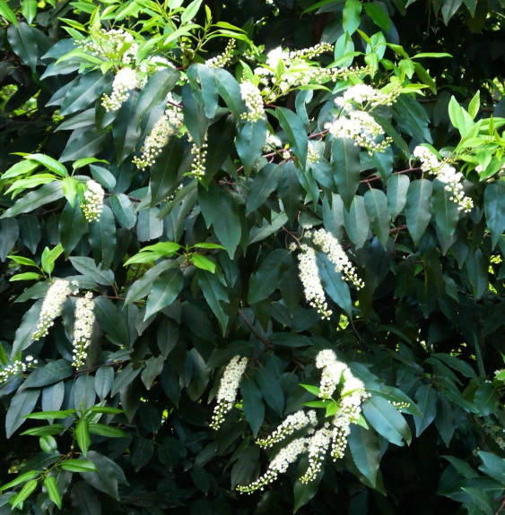 PRUNUS lusitanica / Laurier du Portugal