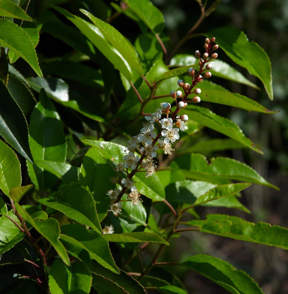 PRUNUS lusitanica / Laurier du Portugal