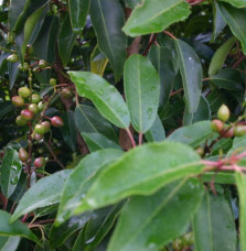 PRUNUS lusitanica / Laurier du Portugal