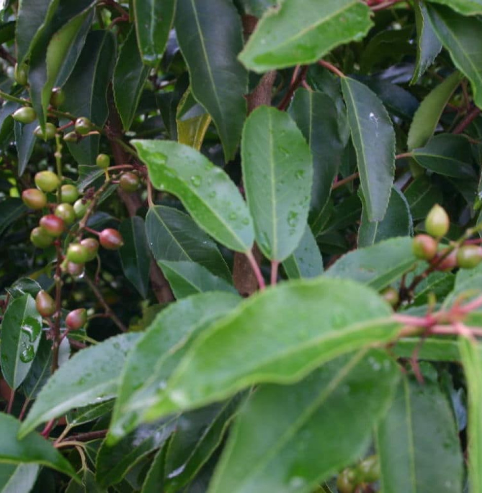 PRUNUS lusitanica / Laurier du Portugal