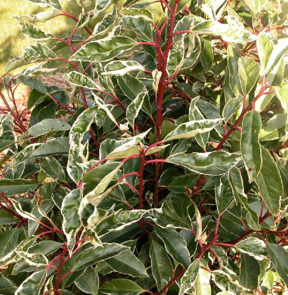 PRUNUS lusitanica ‘Variegata’ / Laurier du Portugal panaché