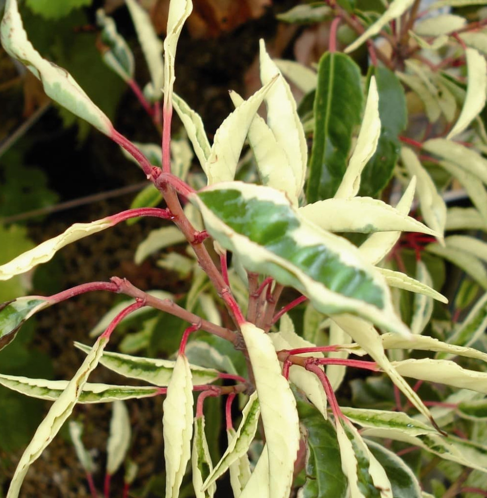 PRUNUS lusitanica ‘Variegata’ / Laurier du Portugal panaché