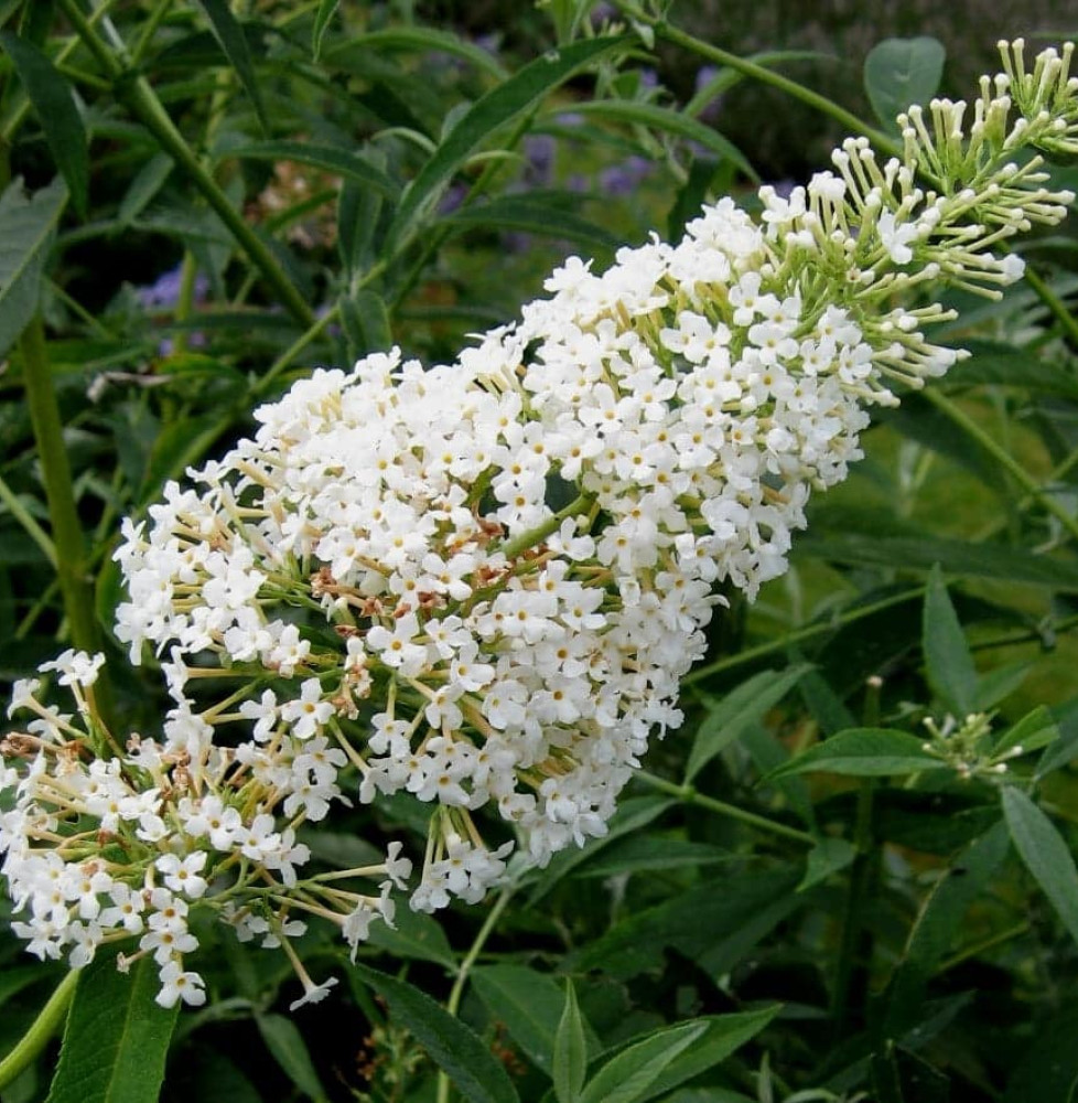 BUDDLEJA davidii ‘Nanho white’ / Arbre aux papillons nain 'blanc'