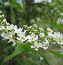 Pépinières Français PF_PRUNUS-pad PRUNUS padus / Cerisier à grappes