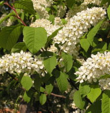 Pépinières Français PF_PRUNUS-pad PRUNUS padus / Cerisier à grappes