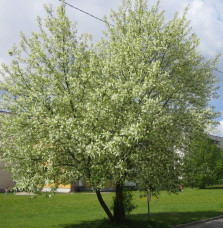 Pépinières Français PF_PRUNUS-pad PRUNUS padus / Cerisier à grappes