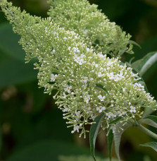 BUDDLEJA davidii ‘Nanho white’ / Arbre aux papillons nain 'blanc'