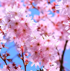 PRUNUS serrulata ‘Amanogawa’ / Cerisier du Japon colonaire