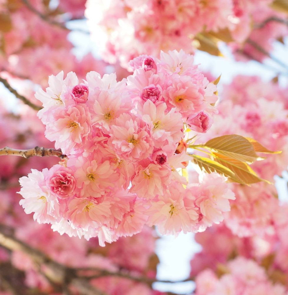 PRUNUS serrulata ‘Amanogawa’ / Cerisier du Japon colonaire