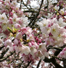 PRUNUS serrulata ‘Amanogawa’ / Cerisier du Japon colonaire