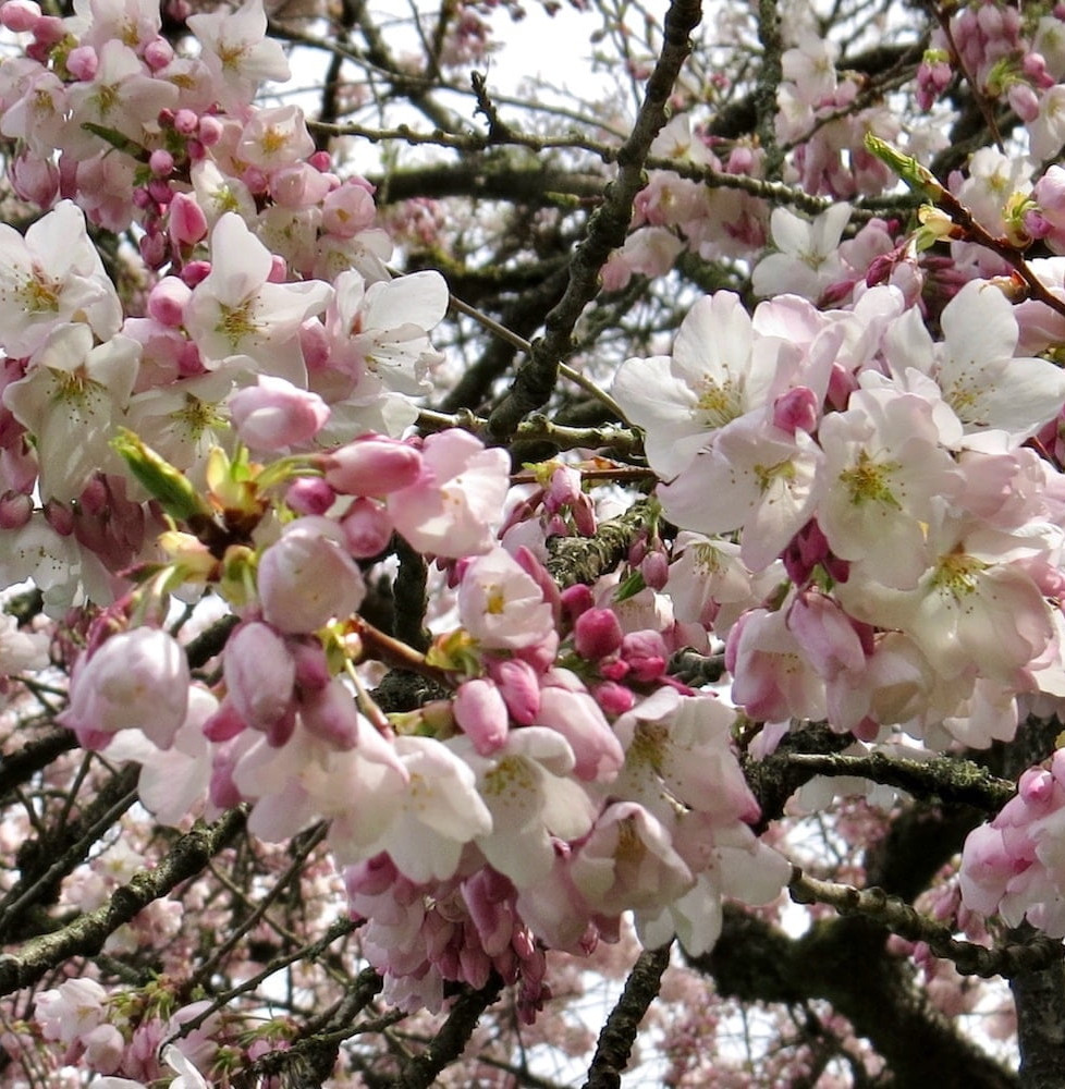 PRUNUS serrulata ‘Amanogawa’ / Cerisier du Japon colonaire