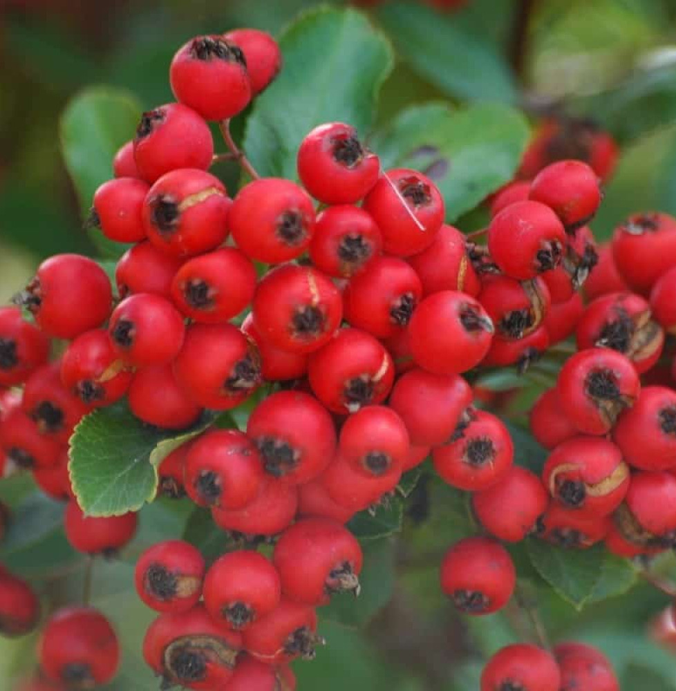 PYRACANTHA     ‘red column’’  / Buisson ardent 'Red Column'