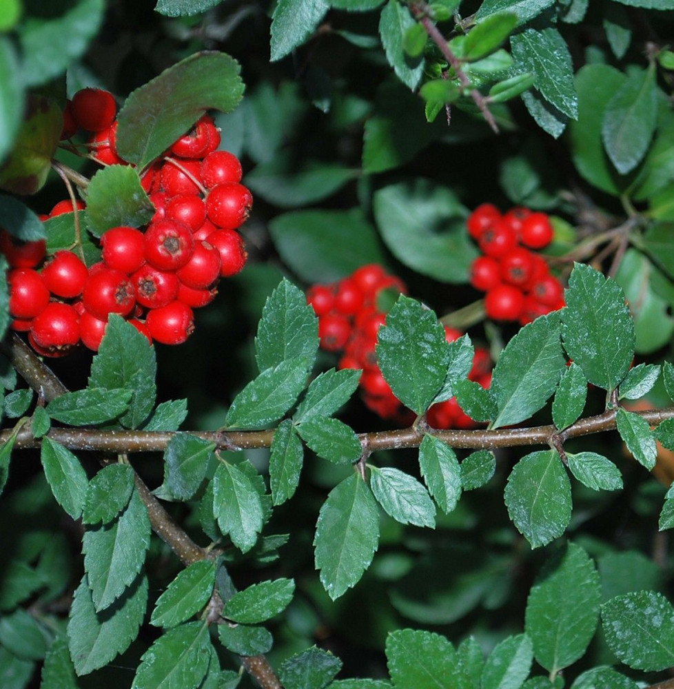 PYRACANTHA     ‘red column’’  / Buisson ardent 'Red Column'