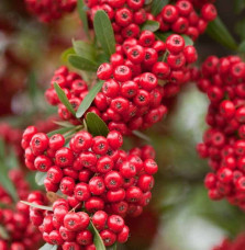 PYRACANTHA     ‘red column’’  / Buisson ardent 'Red Column'