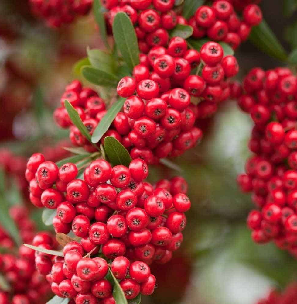 PYRACANTHA     ‘red column’’  / Buisson ardent 'Red Column'