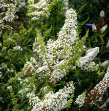 BUDDLEJA davidii ‘Nanho white’ / Arbre aux papillons nain 'blanc'