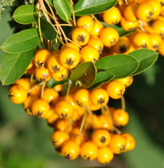 PYRACANTHA  ‘Soleil d’or’  / Buisson ardent 'Soleil D'or'