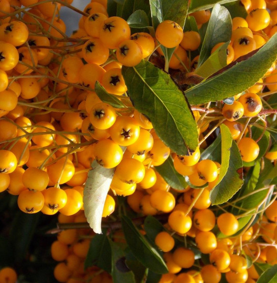 PYRACANTHA  ‘Soleil d’or’  / Buisson ardent 'Soleil D'or'