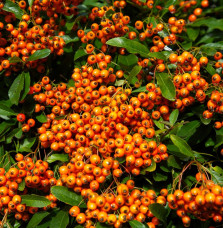 PYRACANTHA ‘Orange Glow’ / Buisson ardent 'Orange Glow'