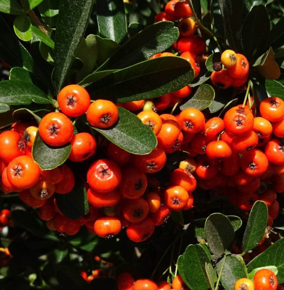 PYRACANTHA ‘Orange Glow’ / Buisson ardent 'Orange Glow'