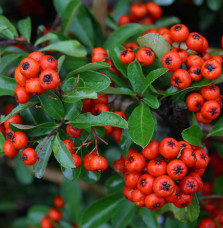 PYRACANTHA ‘Orange Glow’ / Buisson ardent 'Orange Glow'