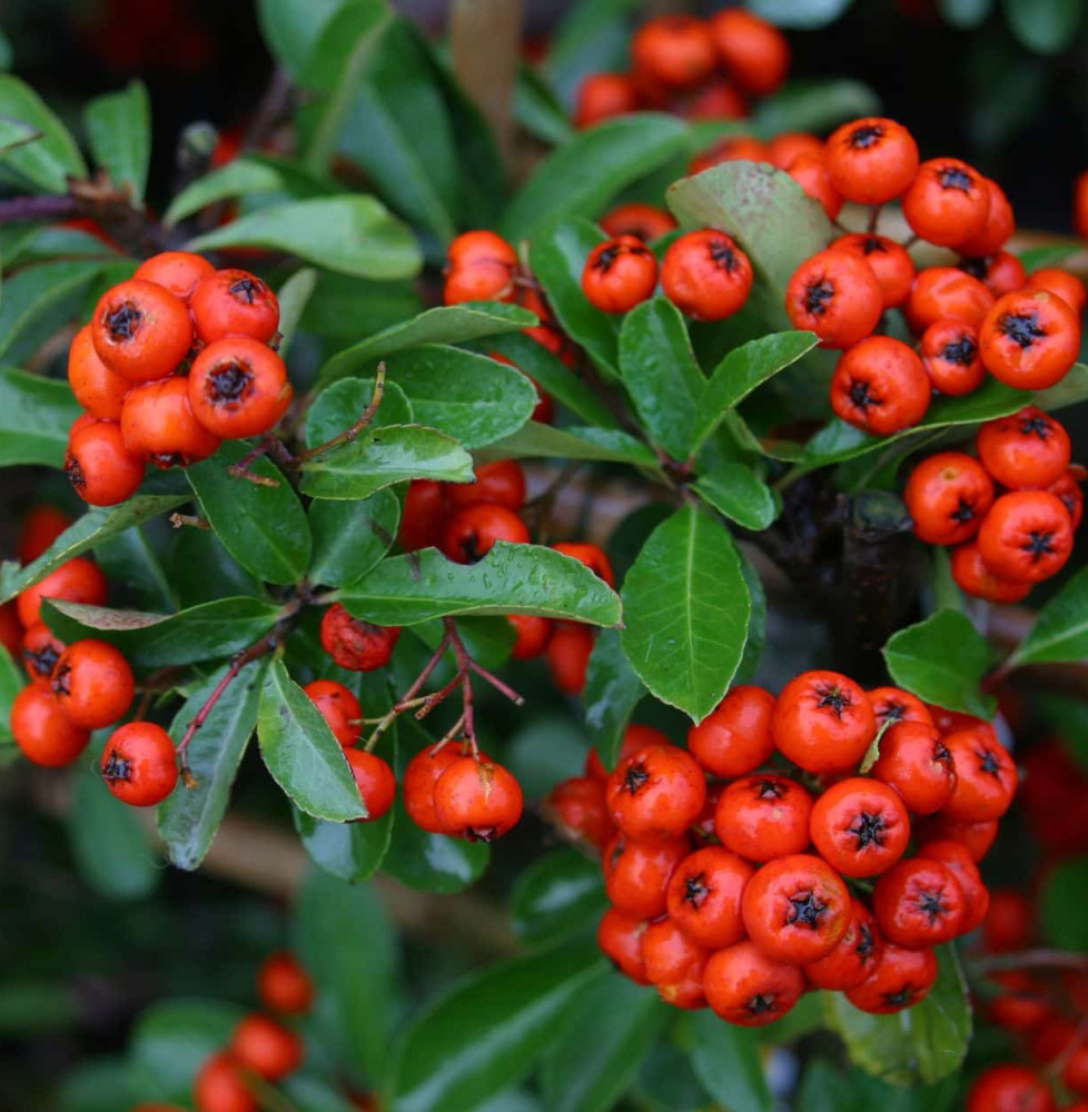 PYRACANTHA ‘Orange Glow’ / Buisson ardent 'Orange Glow'