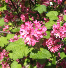 RIBES sanguineum  / Groseillier à fleurs