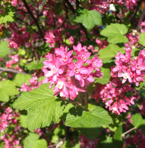 RIBES sanguineum  / Groseillier à fleurs