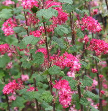 RIBES sanguineum  / Groseillier à fleurs