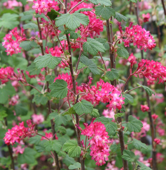 Pépinières Français PF_RIBES-sang RIBES sanguineum / Groseillier à fleurs