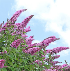 BUDDLEJA davidii ‘Pink Delight’ / Arbre aux papillons 'rose'