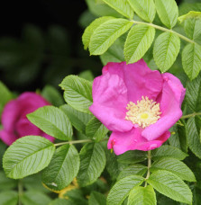 ROSA rugosa  / Rosier rugueux