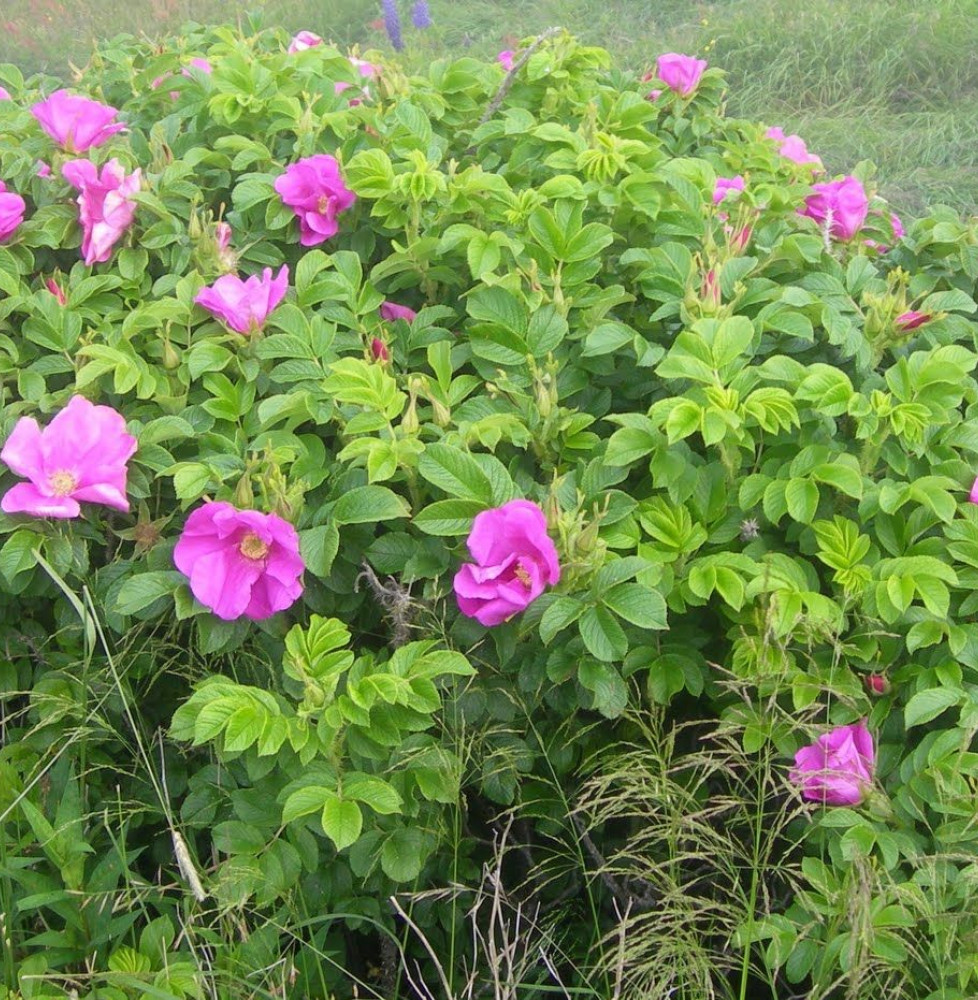 ROSA rugosa  / Rosier rugueux