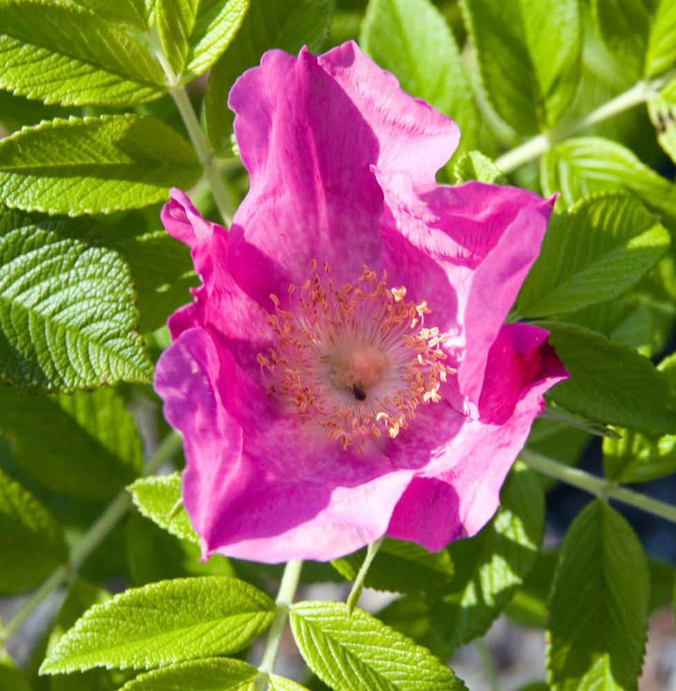 ROSA rugosa  / Rosier rugueux