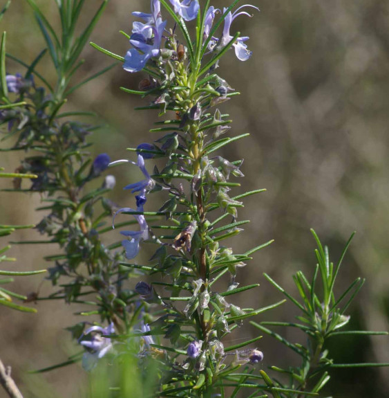 Pépinières Français PF_ROSMARINUS ROSMARINUS officinalis / Romarin officinal