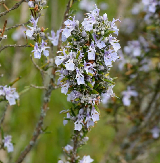 ROSMARINUS officinalis / Romarin officinal