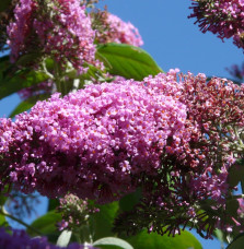 BUDDLEJA davidii ‘Pink Delight’ / Arbre aux papillons 'rose'