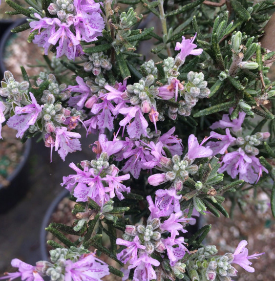 Rosmarinus officinalis 'Majorca Pink' / Rosmarinus officinalis 'Majorca Pink'