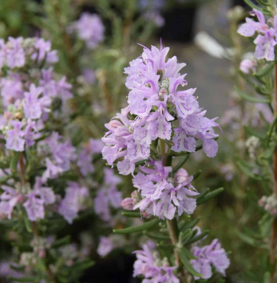 Rosmarinus officinalis 'Majorca Pink' / Rosmarinus officinalis 'Majorca Pink'