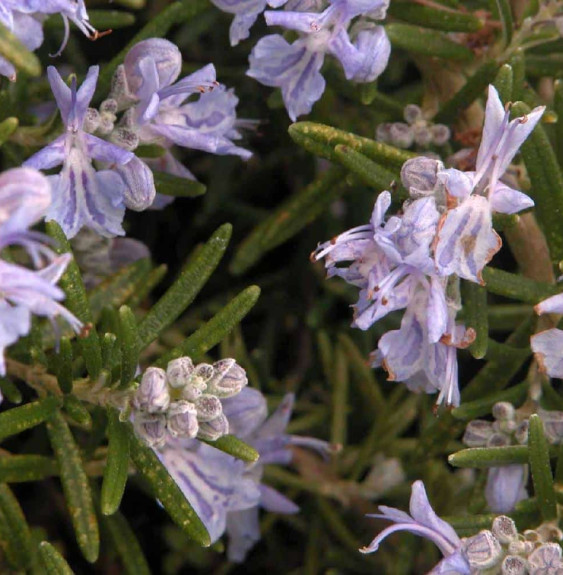 ROSMARINUS officinalis ‘Pointe du raz’ / Romarin 'Pointe du Raz'