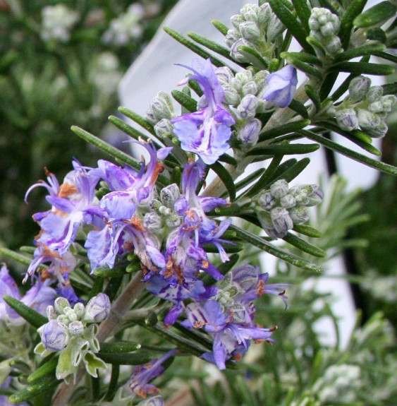 ROSMARINUS officinalis ‘Pointe du raz’ / Romarin 'Pointe du Raz'