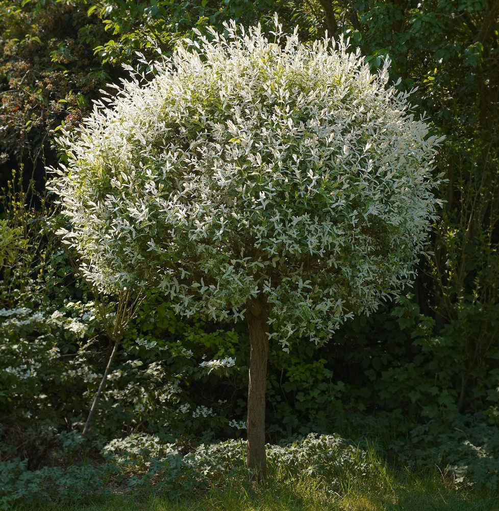 SALIX integra ‘Hakuro Nishiki’ / Saule crevette 'Hakuro Nishiki'