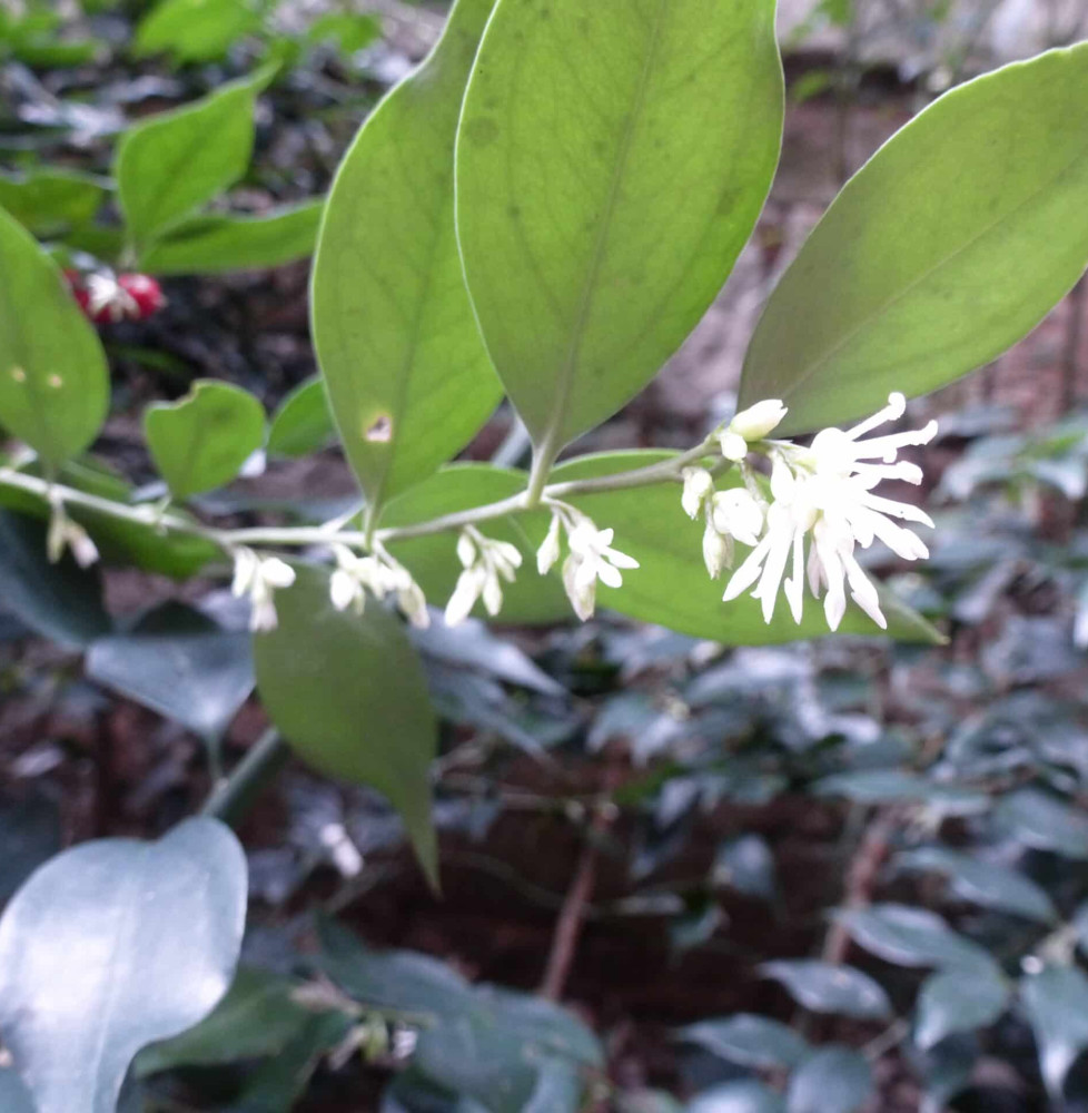 SARCOCOCCA ruscifolia / Sarcococca