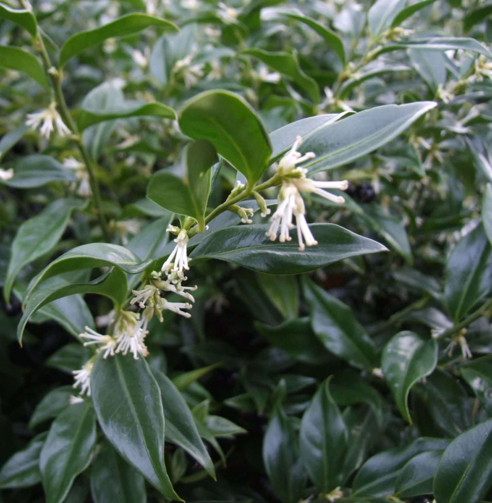 SARCOCOCCA ruscifolia / Sarcococca