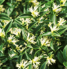 SARCOCOCCA ruscifolia / Sarcococca