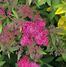 SPIRAEA japonica  ‘Crispa’ / Spirée japonaise 'Crispa'