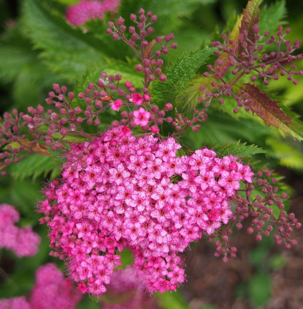 SPIRAEA japonica  ‘Crispa’ / Spirée japonaise 'Crispa'